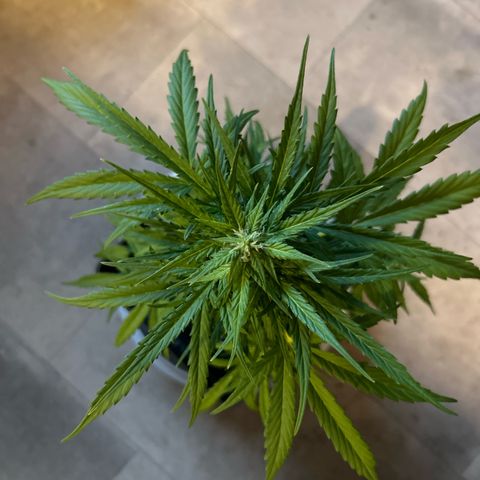 Lucy growlog photo: nach Beschneidung