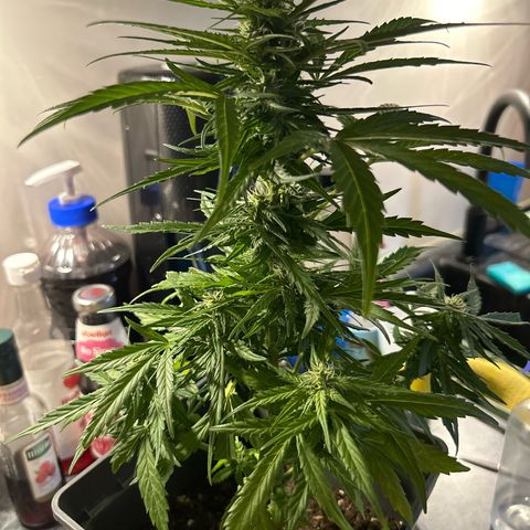 Lucy growlog photo: nach Beschneidung