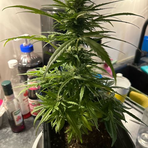 Lucy growlog photo: nach Beschneidung