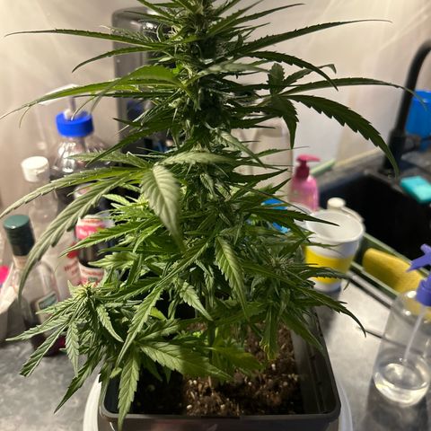 Lucy growlog photo: nach Beschneidung