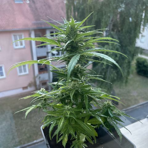 Lucy growlog timeline photo