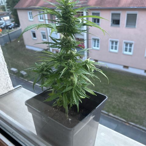 Lucy growlog timeline photo