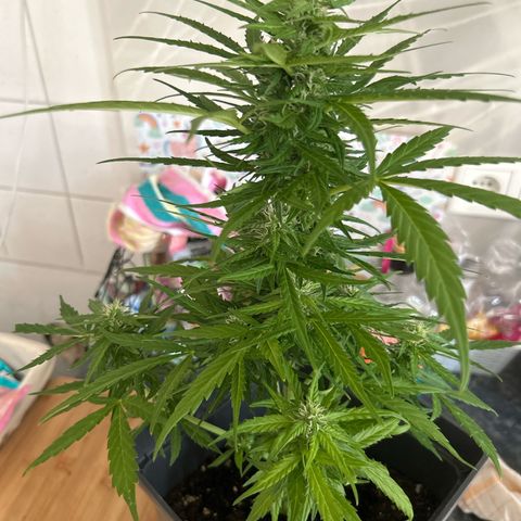 Lucy growlog timeline photo