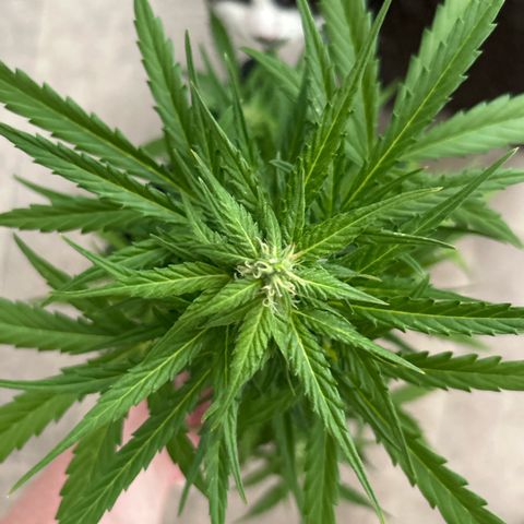 Lucy growlog timeline photo