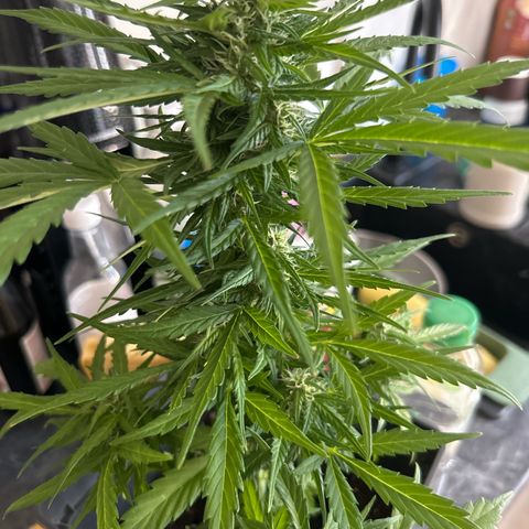 Lucy growlog timeline photo