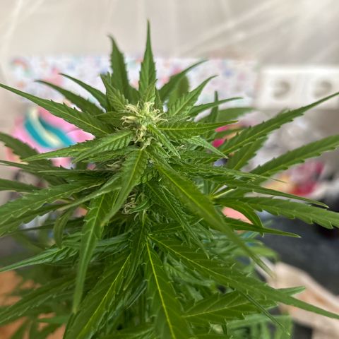 Lucy growlog timeline photo