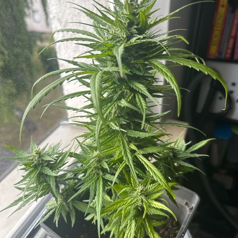Lucy growlog photo: nach Beschneidung