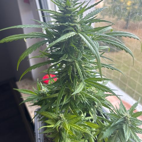 Lucy growlog photo: nach Beschneidung