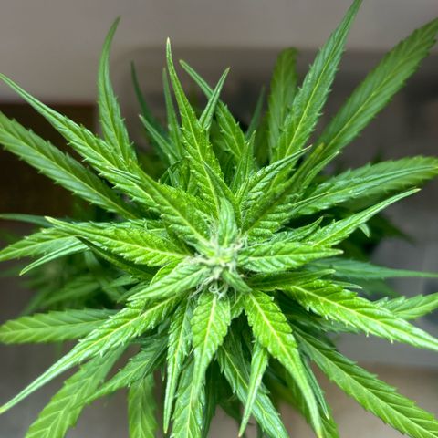 Lucy growlog photo: nach Beschneidung