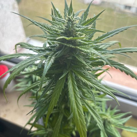 Lucy growlog photo: nach Beschneidung