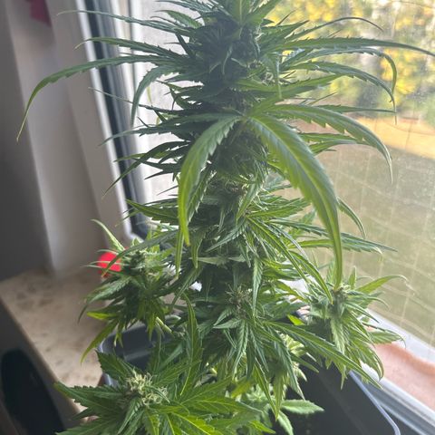 Lucy growlog photo: nach Beschneidung