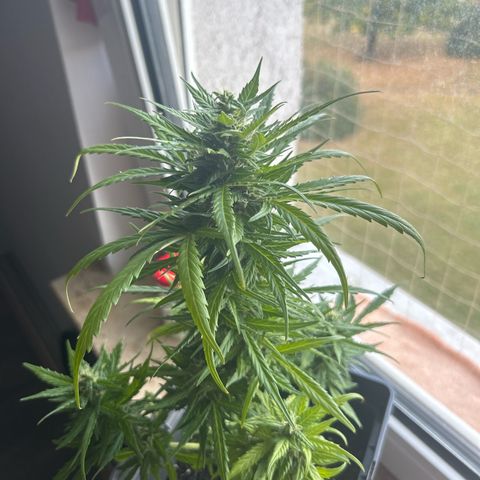 Lucy growlog photo: nach Beschneidung