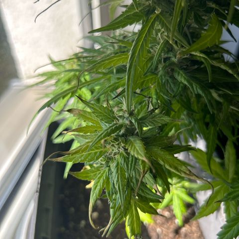 Lucy growlog timeline photo