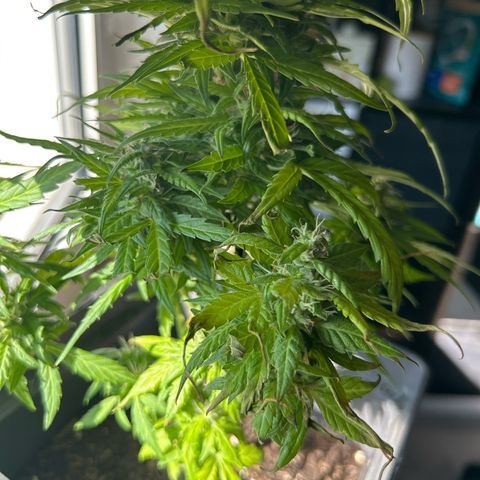 Lucy growlog timeline photo