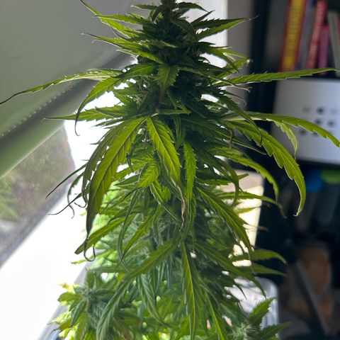 Lucy growlog timeline photo