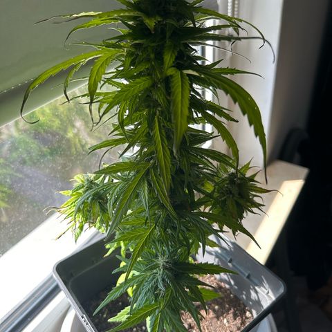 Lucy growlog timeline photo
