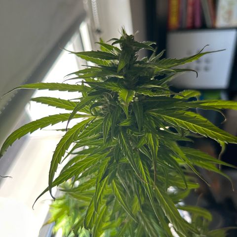Lucy growlog timeline photo