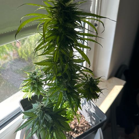 Lucy growlog timeline photo