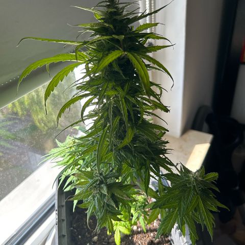 Lucy growlog timeline photo
