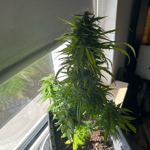 Lucy growlog timeline photo