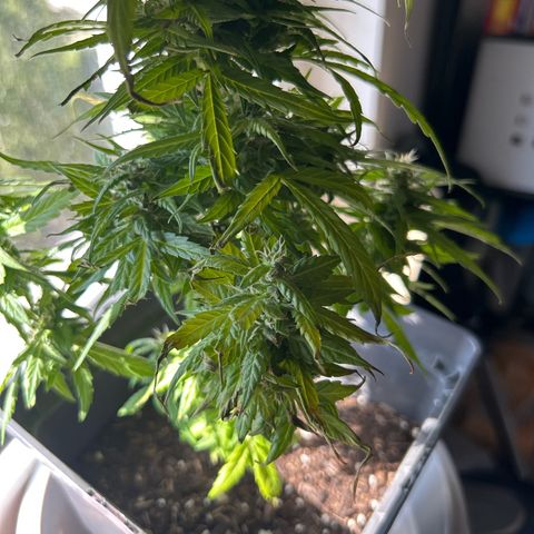 Lucy growlog timeline photo