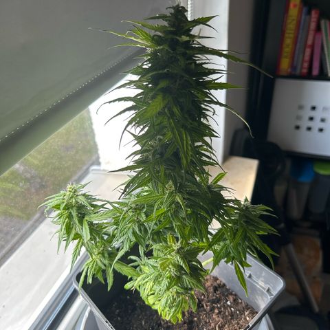 Lucy growlog photo: nach Beschneidung