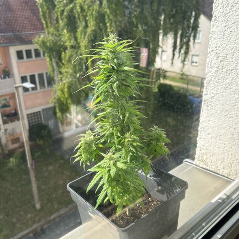 Lucy growlog photo: nach Beschneidung