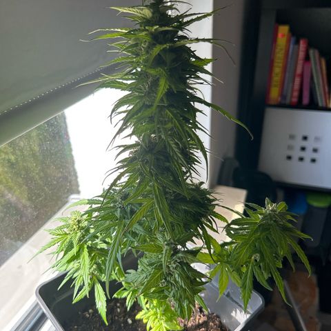 Lucy growlog photo: nach Beschneidung