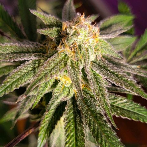 Jokerz growlog timeline photo