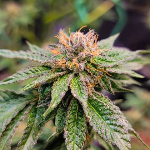Lemon Cherry Gelato growlog timeline photo
