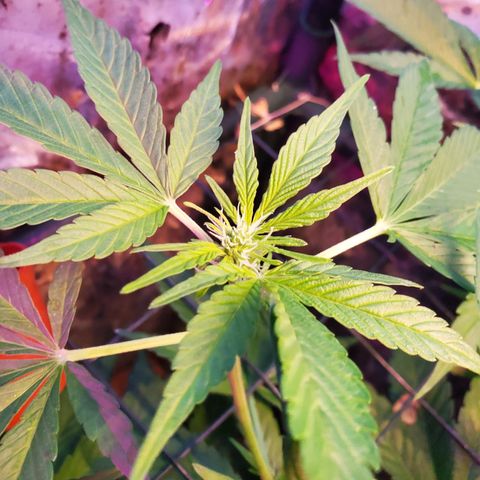 Auto skunk #1  growlog photo: Buds spreading