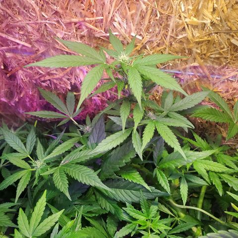 Auto skunk #1  growlog photo: Light from straw seems beneficial 