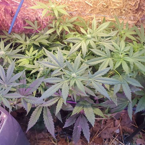 Auto skunk #1  growlog photo: Light from straw seems beneficial 