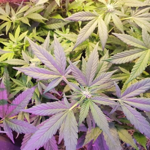 Auto skunk #1  growlog photo: Light from straw seems beneficial 