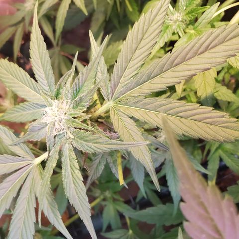 Auto skunk #1  growlog photo: Further into flowering 