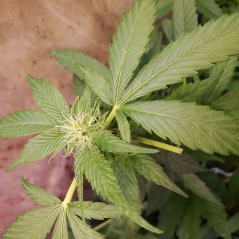 Auto skunk #1  growlog photo: Further into flowering 