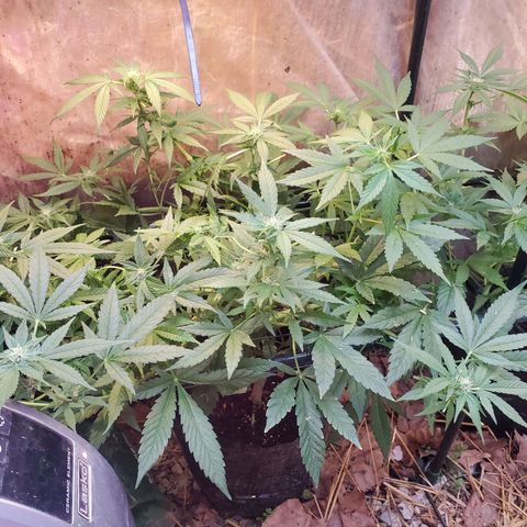 Auto skunk #1  growlog photo: Further into flowering 