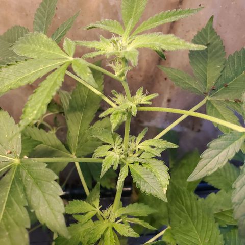 Auto skunk #1  growlog timeline photo