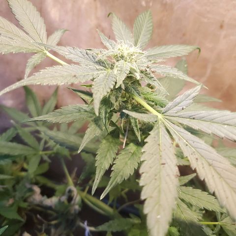 Auto skunk #1  growlog timeline photo