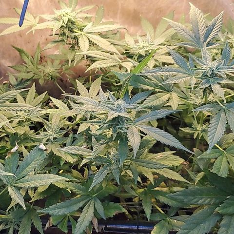 Auto skunk #1  growlog timeline photo