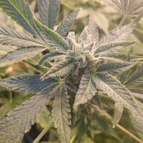 Auto skunk #1  growlog photo: Hopefully harvest next weekend 