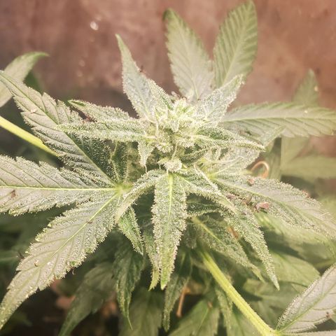 Auto skunk #1  growlog photo: Hopefully harvest next weekend 