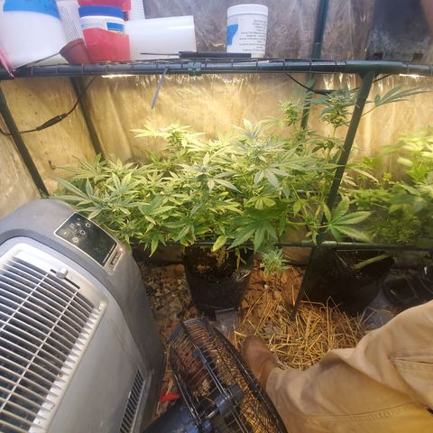 Auto skunk #1  growlog photo: Hopefully harvest next weekend 