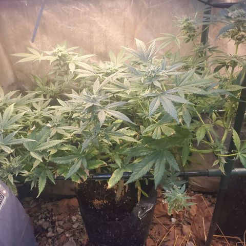 Auto skunk #1  growlog photo: Hopefully harvest next weekend 