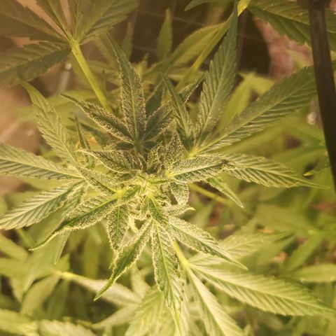 Auto skunk #1  growlog photo: Hopefully harvest next weekend 