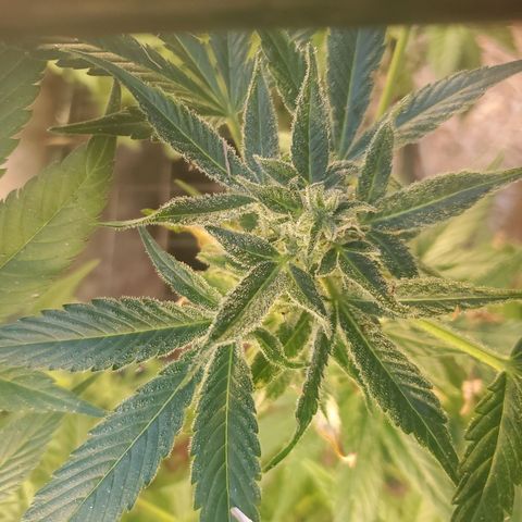 Auto skunk #1  growlog photo: Hopefully harvest next weekend 