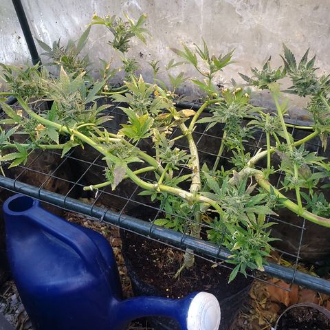 Auto skunk #1  growlog timeline photo