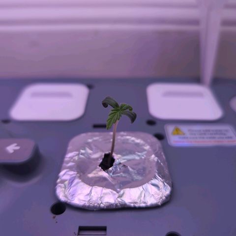 Hydro Pony growlog timeline photo