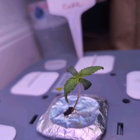 Hydro Pony growlog timeline photo