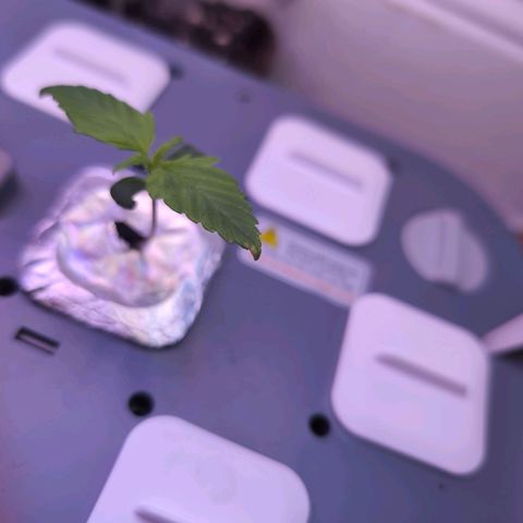 Hydro Pony growlog photo: Leichte Anzeichen für Überdüngung an den Blatträndern?
-Vielleichtcsollte man in der Keimung- und Sämlingsphase, die empfohlene Zugabe Menge an Nutrtion A/B reduzieren. Jetzt ist es so. Mal schauen wie es sich entwickelt.
Das zweite "richtige" Blattpaar schlüpft.